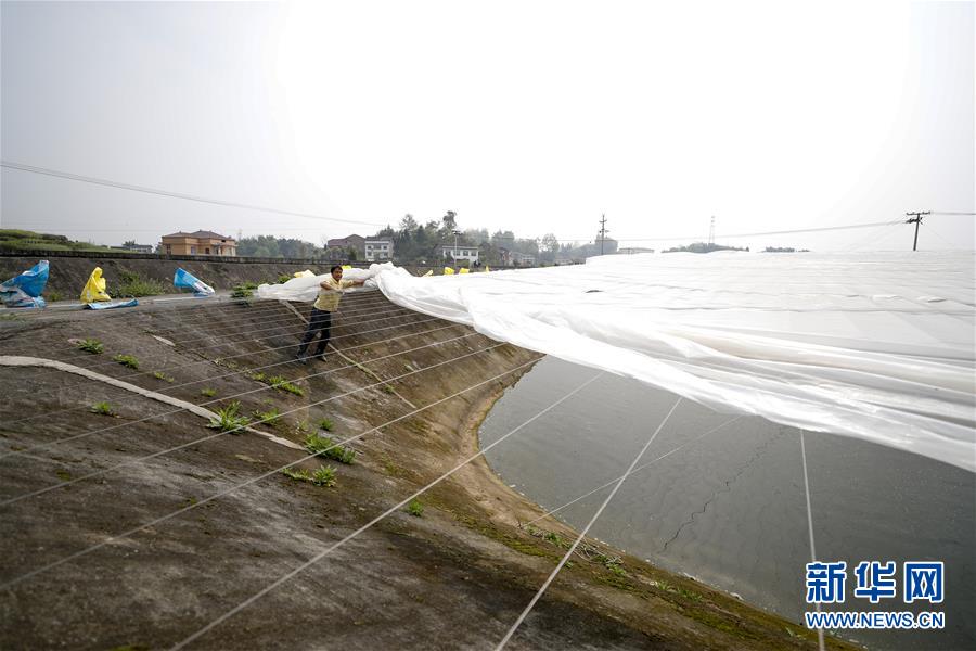 （圖文互動）（3）疏通產業鏈堵點 保障“菜籃子”供應——重慶養殖大區力促養殖業補損復產