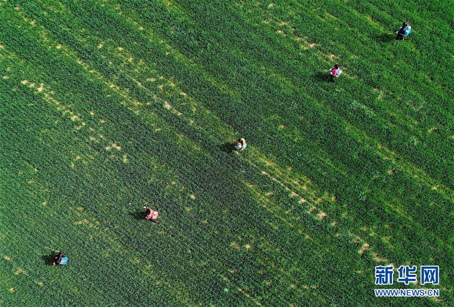 （新華全媒頭條·圖文互動）（5）春天，匯聚復(fù)蘇的力量——寫在2020年首季中國經(jīng)濟收官之際