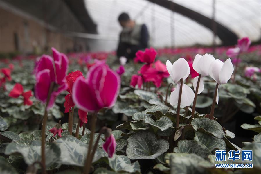 (在習近平新時代中國特色社會主義思想指引下——新時代新作為新篇章·習近平總書記關切事·圖文互動)(2)希望的田野,希望的春天——各地農業生產新動態掃描