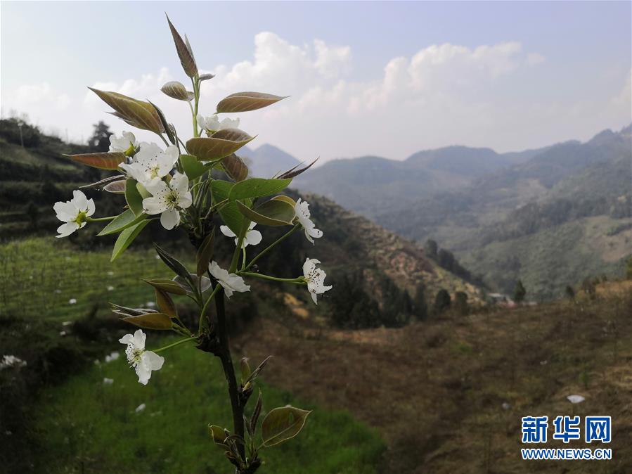 （決戰決勝脫貧攻堅·圖文互動）（1）寄相思，償夙愿——5封清明“家書”里的決戰決勝信念