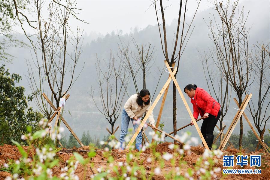 (決戰決勝脫貧攻堅·圖文互動)政府種樹到農家 培花育果再出發