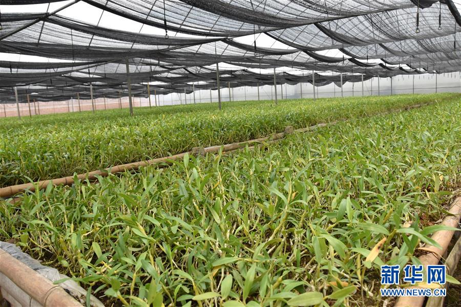 （決戰(zhàn)決勝脫貧攻堅(jiān)·圖文互動(dòng)）（1）這個(gè)脫貧縣的石頭為何比土金貴？