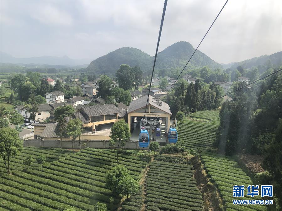 (決戰決勝脫貧攻堅·圖文互動)人均一畝茶 如此富萬家——貴州鳳岡茶產業的嬗變