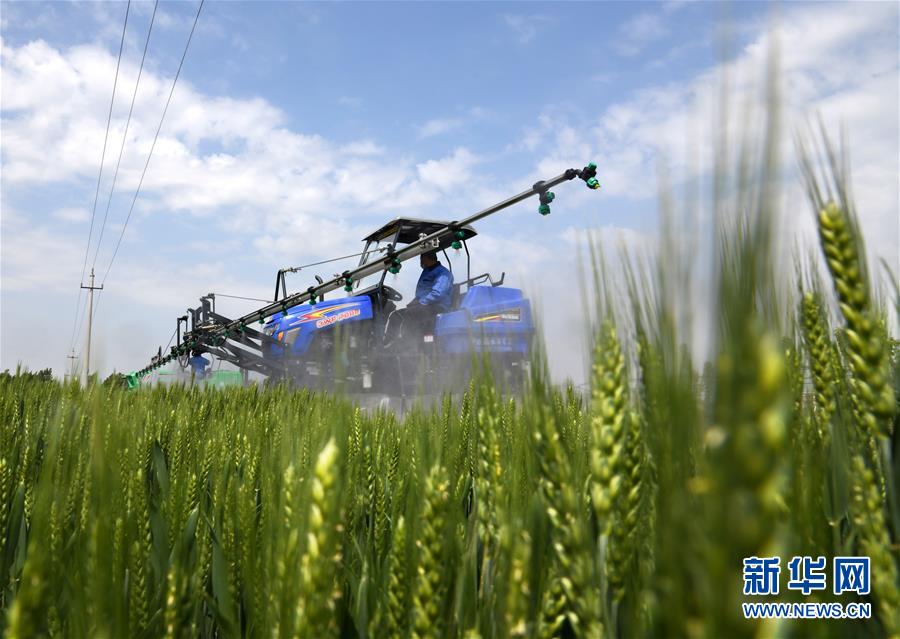 （在習(xí)近平新時代中國特色社會主義思想指引下——新時代新作為新篇章·習(xí)近平總書記關(guān)切事·圖文互動）（7）新農(nóng)事、新希望——夏收前田間新動態(tài)掃描