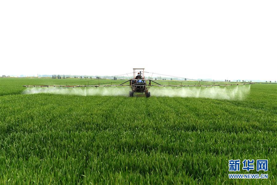 （在習(xí)近平新時代中國特色社會主義思想指引下——新時代新作為新篇章·習(xí)近平總書記關(guān)切事·圖文互動）（10）新農(nóng)事、新希望——夏收前田間新動態(tài)掃描