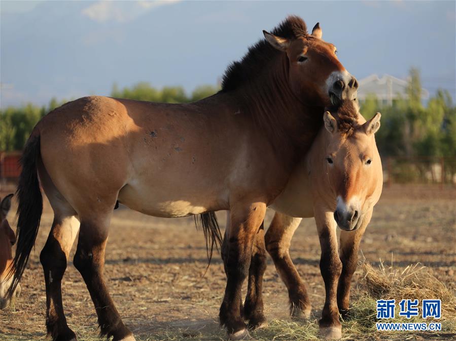 (圖文互動)(1)新疆為普氏野馬瘦身強體