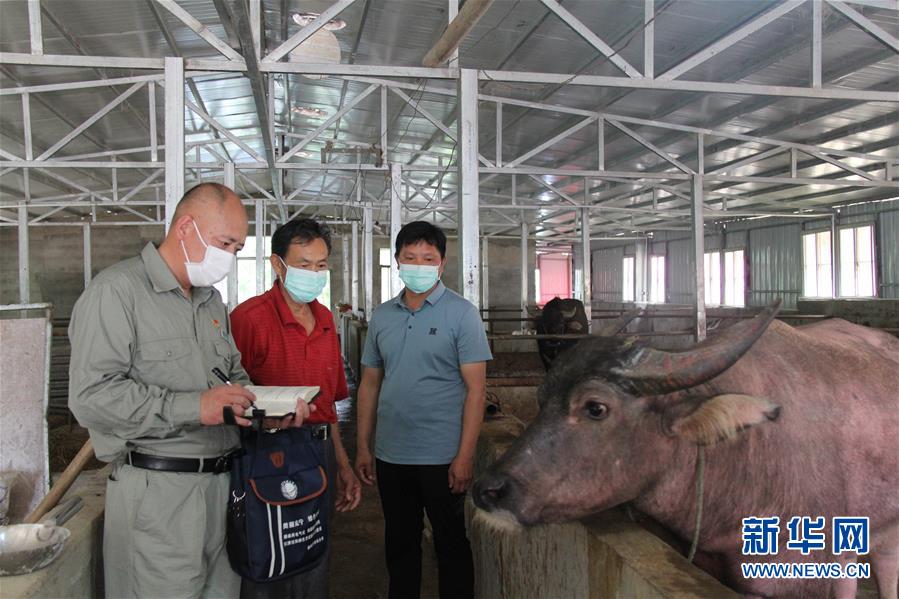 (決戰(zhàn)決勝脫貧攻堅(jiān)·圖文互動)(1)駐村第一書記當(dāng)起“蝦農(nóng)”“牛倌”