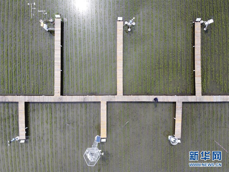 (走向我們的小康生活·圖文互動)(5)端牢“中國飯碗” 播種綠色小康