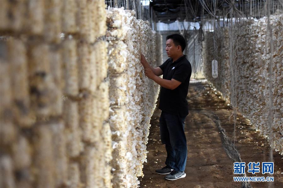  （新華全媒頭條·圖文互動）（7）青春，在希望的田野上——大別山區尋訪“城歸”大學畢業生