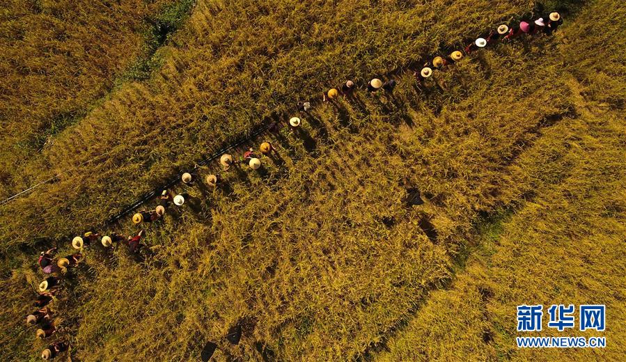 (走向我們的小康生活·圖文互動)(2)黎苗山鄉(xiāng)種養(yǎng)“老行當(dāng)”擦亮“綠色牌”