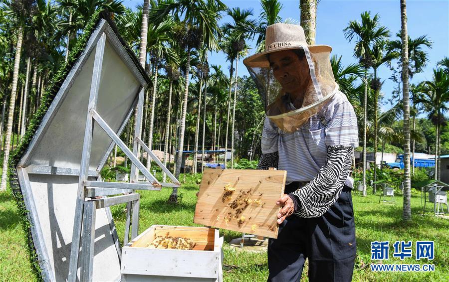 (走向我們的小康生活·圖文互動)(7)黎苗山鄉(xiāng)種養(yǎng)“老行當(dāng)”擦亮“綠色牌”