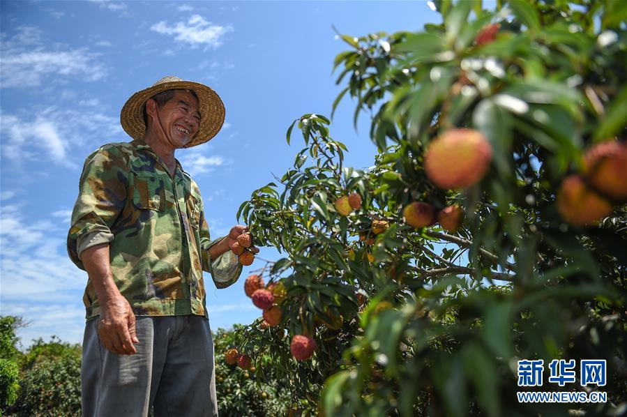 (新華全媒頭條·走向我們的小康生活·圖文互動)(15)留住鄉愁留住美——千村競秀綴瓊州