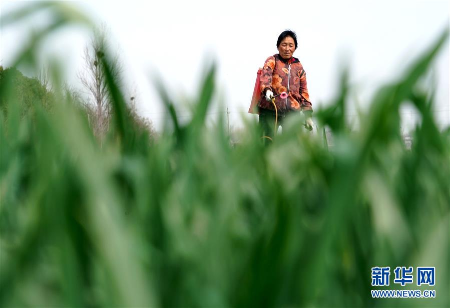 (在習(xí)近平新時代中國特色社會主義思想指引下——新時代新作為新篇章·習(xí)近平總書記關(guān)切事·圖文互動)(4)食為政首——穩(wěn)住農(nóng)業(yè)基本盤增添發(fā)展底氣