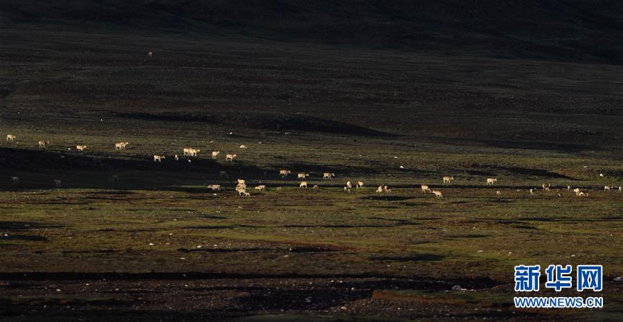 (圖文互動)(2)可可西里加強保護 十多年未聞盜獵槍聲