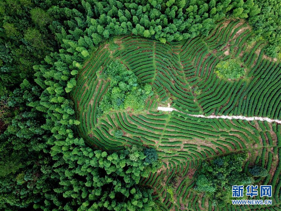 (走向我們的小康生活·圖文互動(dòng))(1)“紅土地”越來(lái)越紅火——福建老區(qū)蘇區(qū)發(fā)展新貌掠影