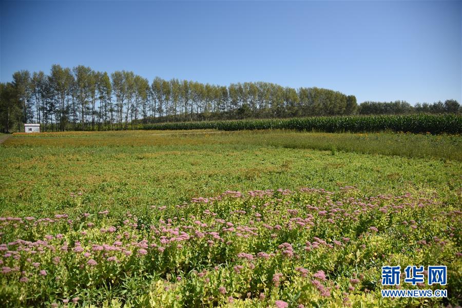 (決戰(zhàn)決勝脫貧攻堅(jiān)·圖文互動(dòng))(3)楊老漢“護(hù)花”巧算“脫貧賬”