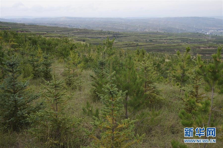 (決戰(zhàn)決勝脫貧攻堅(jiān)·圖文互動)(1)甘肅定西黃土高坡上,有片“福州林”