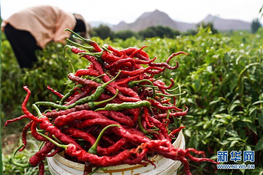 (走向我們的小康生活·決戰決勝脫貧攻堅·圖文互動)(8)甘青交界處的跨越——保安族、撒拉族的脫貧故事