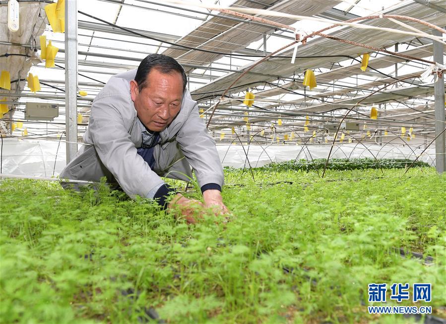 (走向我們的小康生活·決戰決勝脫貧攻堅·圖文互動)(1)高原喜見“壽光綠”——“世界屋脊”上的蔬菜發展奇跡