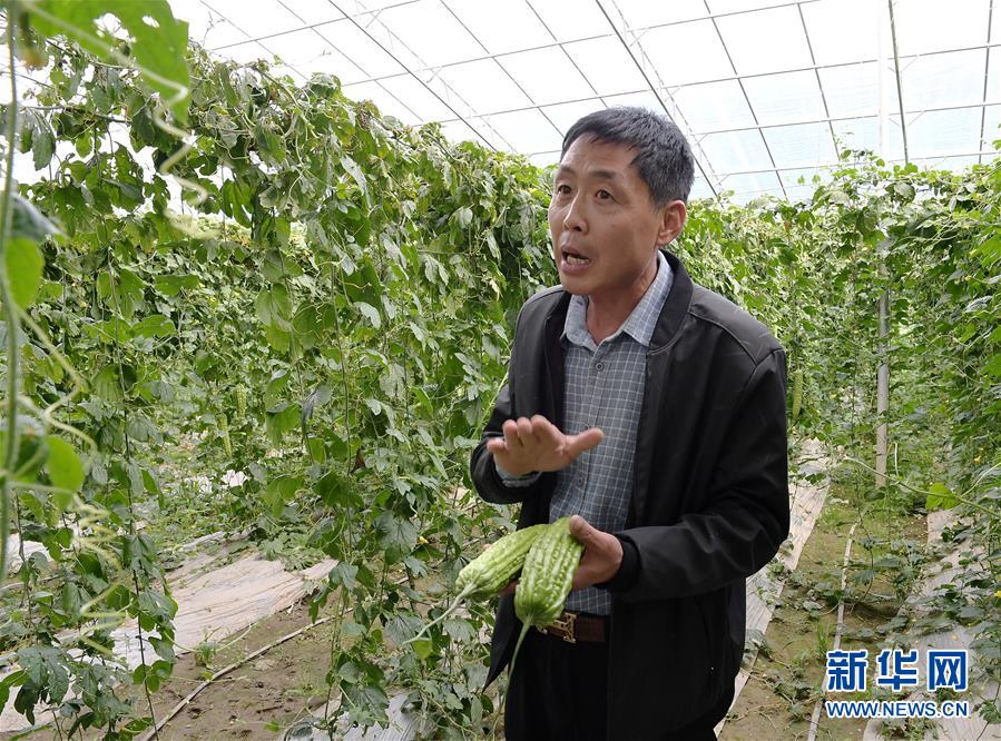 (走向我們的小康生活·決戰決勝脫貧攻堅·圖文互動)(4)高原喜見“壽光綠”——“世界屋脊”上的蔬菜發展奇跡