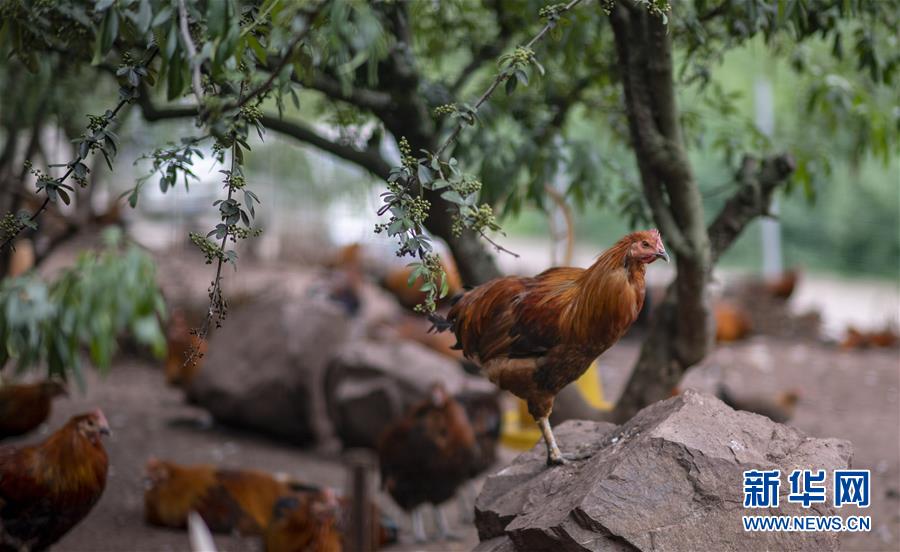 (新華全媒頭條·走向我們的小康生活·決戰決勝脫貧攻堅·圖文互動)(5)昭通之變——全國貧困人口最多的地級市跨越記