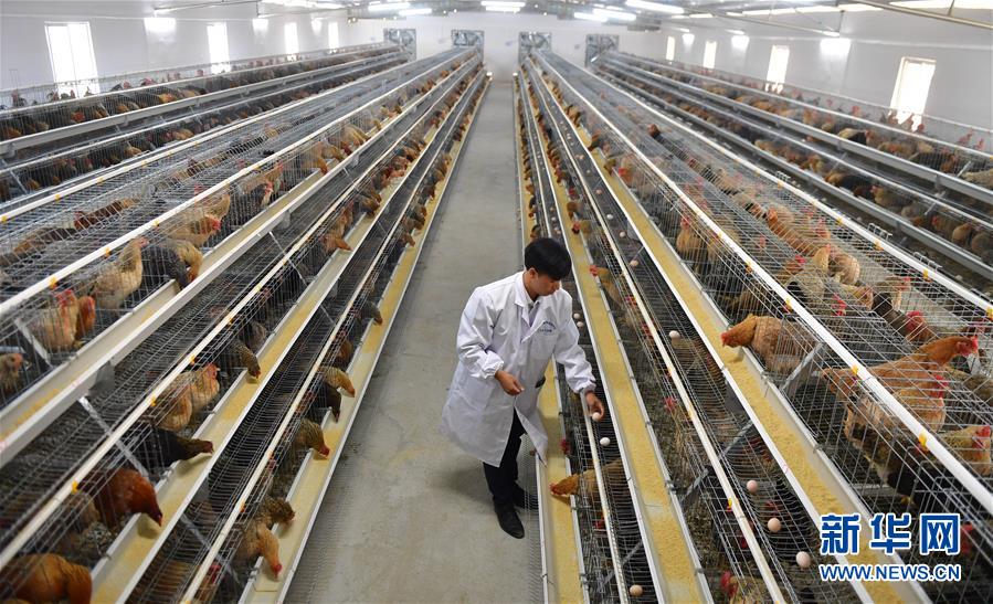 (新華全媒頭條·圖文互動)(10)決戰千山萬弄間——廣西“極貧角落”最后攻堅記