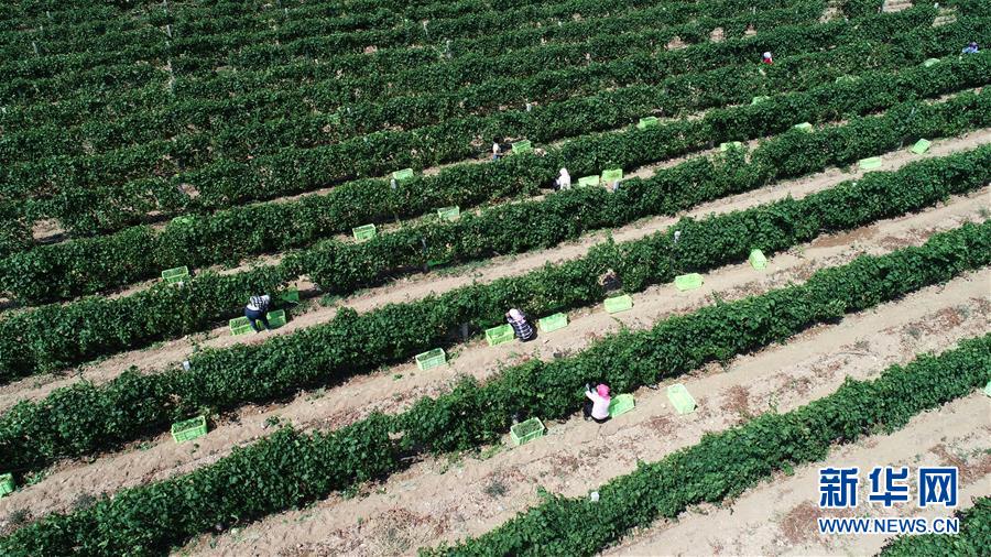 (新華全媒頭條·百萬大移民·圖文互動)(8)從大山深處到大河之畔——寧夏持續移民百萬“拔窮根”啟示