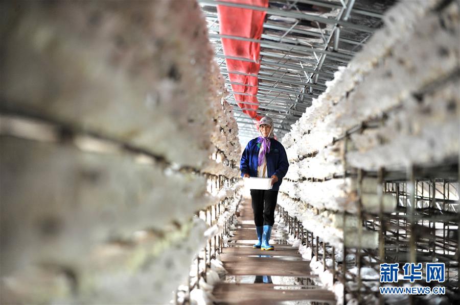 （習近平的小康故事·圖文互動）（6）“我很期盼的一件事，就是讓鄉親們飽餐一頓肉”——習近平和脫貧攻堅的故事