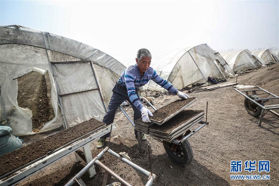 (在習(xí)近平新時(shí)代中國(guó)特色社會(huì)主義思想指引下——新時(shí)代新作為新篇章·習(xí)近平總書(shū)記關(guān)切事·圖文互動(dòng))(5)春耕忙 信心足——谷雨時(shí)節(jié)走馬東北直擊糧事