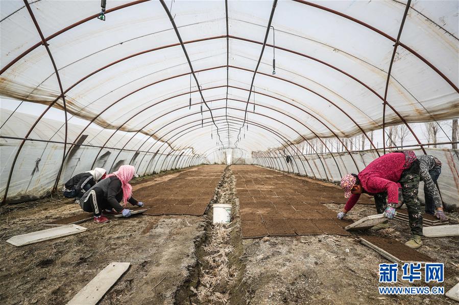 (在習(xí)近平新時(shí)代中國(guó)特色社會(huì)主義思想指引下——新時(shí)代新作為新篇章·習(xí)近平總書(shū)記關(guān)切事·圖文互動(dòng))(6)春耕忙 信心足——谷雨時(shí)節(jié)走馬東北直擊糧事