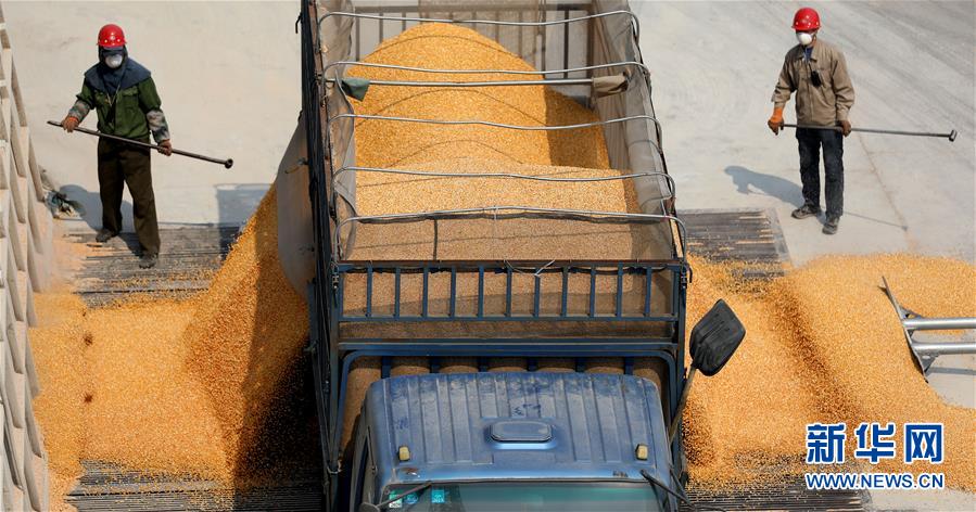 (在習(xí)近平新時(shí)代中國(guó)特色社會(huì)主義思想指引下——新時(shí)代新作為新篇章·習(xí)近平總書(shū)記關(guān)切事·圖文互動(dòng))(7)春耕忙 信心足——谷雨時(shí)節(jié)走馬東北直擊糧事