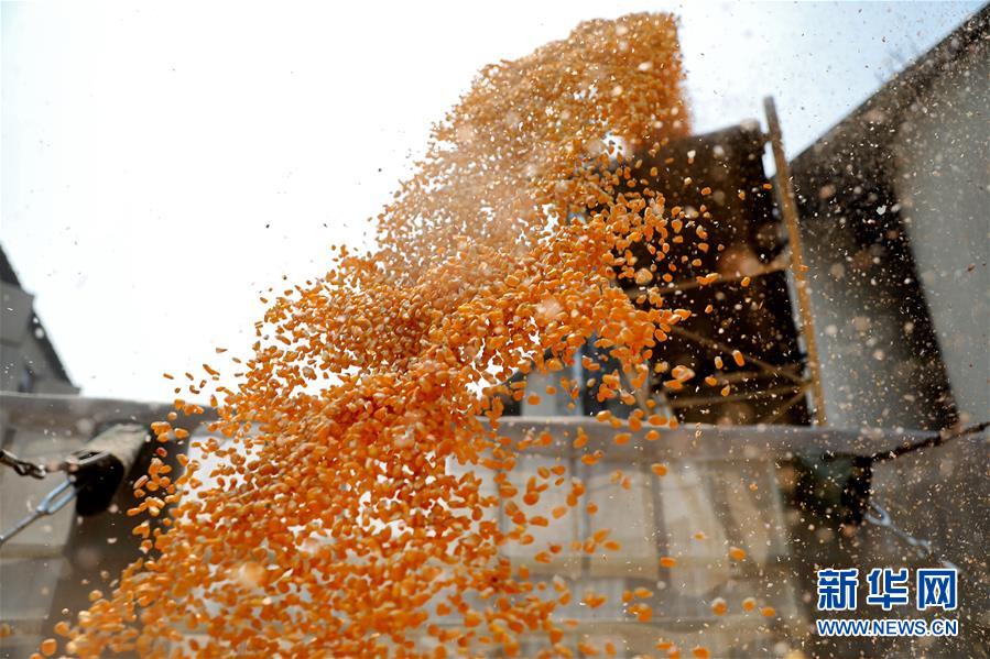 (在習(xí)近平新時(shí)代中國(guó)特色社會(huì)主義思想指引下——新時(shí)代新作為新篇章·習(xí)近平總書(shū)記關(guān)切事·圖文互動(dòng))(8)春耕忙 信心足——谷雨時(shí)節(jié)走馬東北直擊糧事