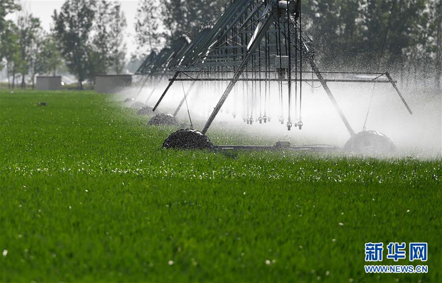 (在習近平新時代中國特色社會主義思想指引下——新時代新作為新篇章·習近平總書記關切事·圖文互動)(3)新農事、新希望——夏收前田間新動態掃描