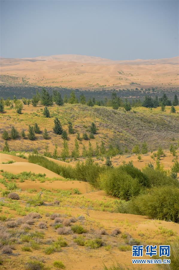 （在習(xí)近平新時代中國特色社會主義思想指引下——新時代新作為新篇章·習(xí)近平總書記關(guān)切事·圖文互動）（6）綠意，在黃沙中鋪展——我國防沙治沙紀(jì)實