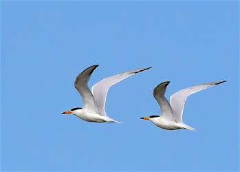 特寫：“神話之鳥”的“閩江口舞步”