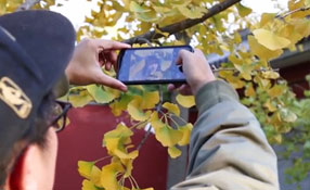 拯救你的拍照技術(shù)！五招用手機(jī)拍出唯美銀杏照