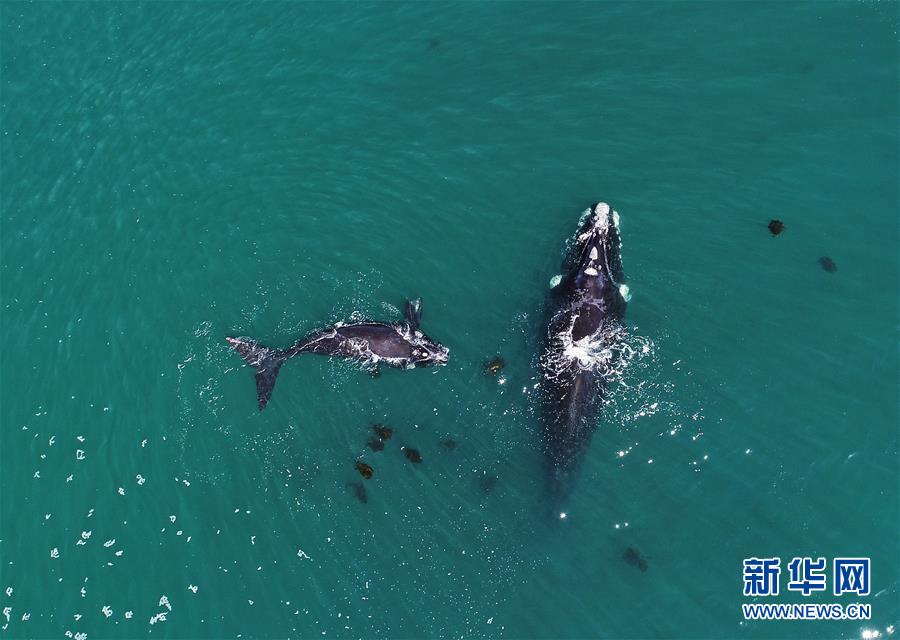 （國(guó)際）（4）第27屆鯨魚節(jié)南非赫曼紐斯開幕