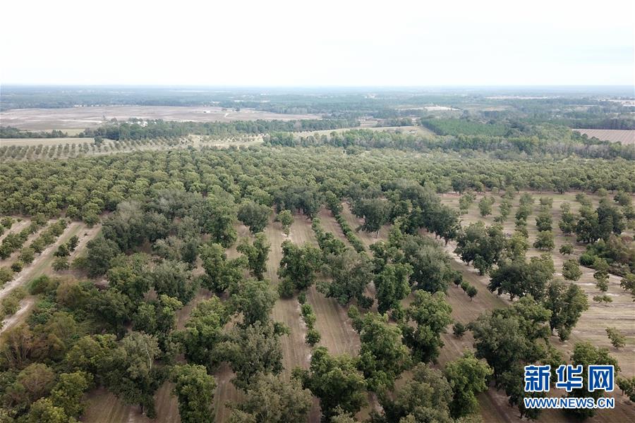 (國際·圖文互動)(6)通訊:期待美中盡早達成貿易協議——颶風和關稅夾擊下的美國山核桃種植戶盼重回中國市場