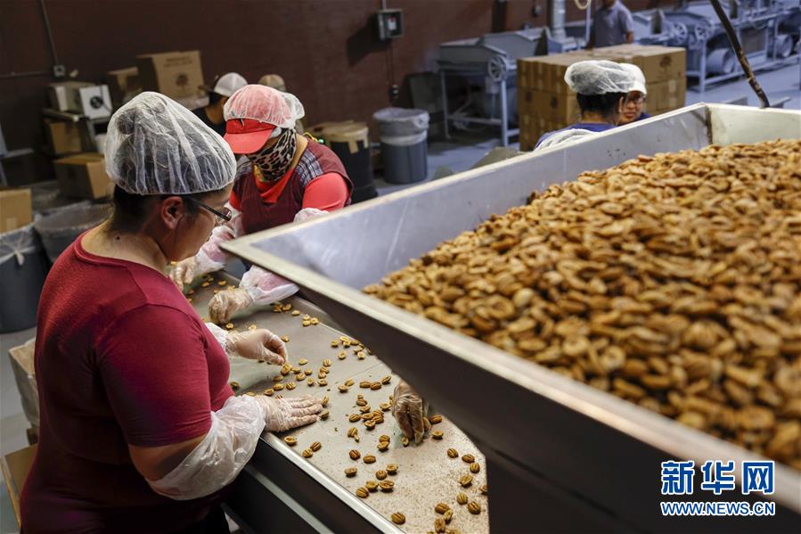 (國際·圖文互動)(7)通訊:期待美中盡早達成貿易協議——颶風和關稅夾擊下的美國山核桃種植戶盼重回中國市場