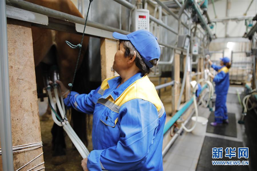 (國(guó)際·圖文互動(dòng))(3)從“先遣隊(duì)”到“正規(guī)軍”——哈薩克斯坦駱駝奶粉入華記