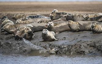 斑海豹洄游棲息遼河入?？? />  
<div>斑海豹洄游棲息遼河入?？?/div>
</a> 
</div>
<div   id=